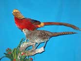 Golden Pheasant Pair